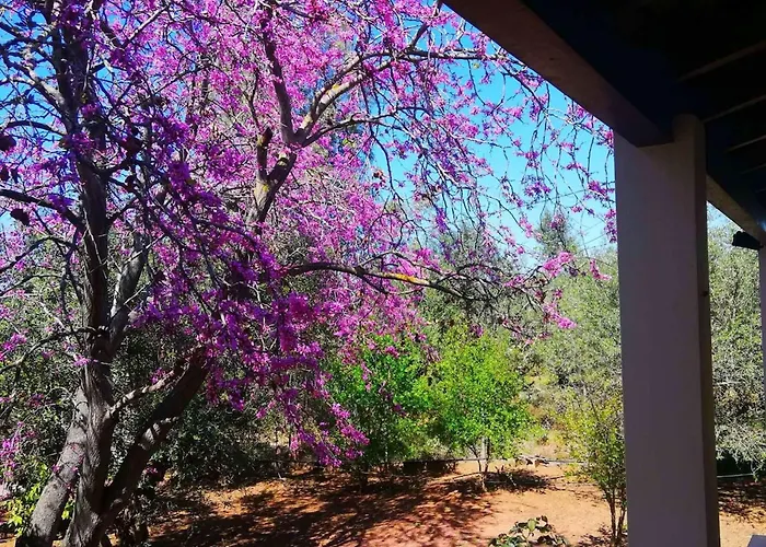 Agrilis Near The Agrilos